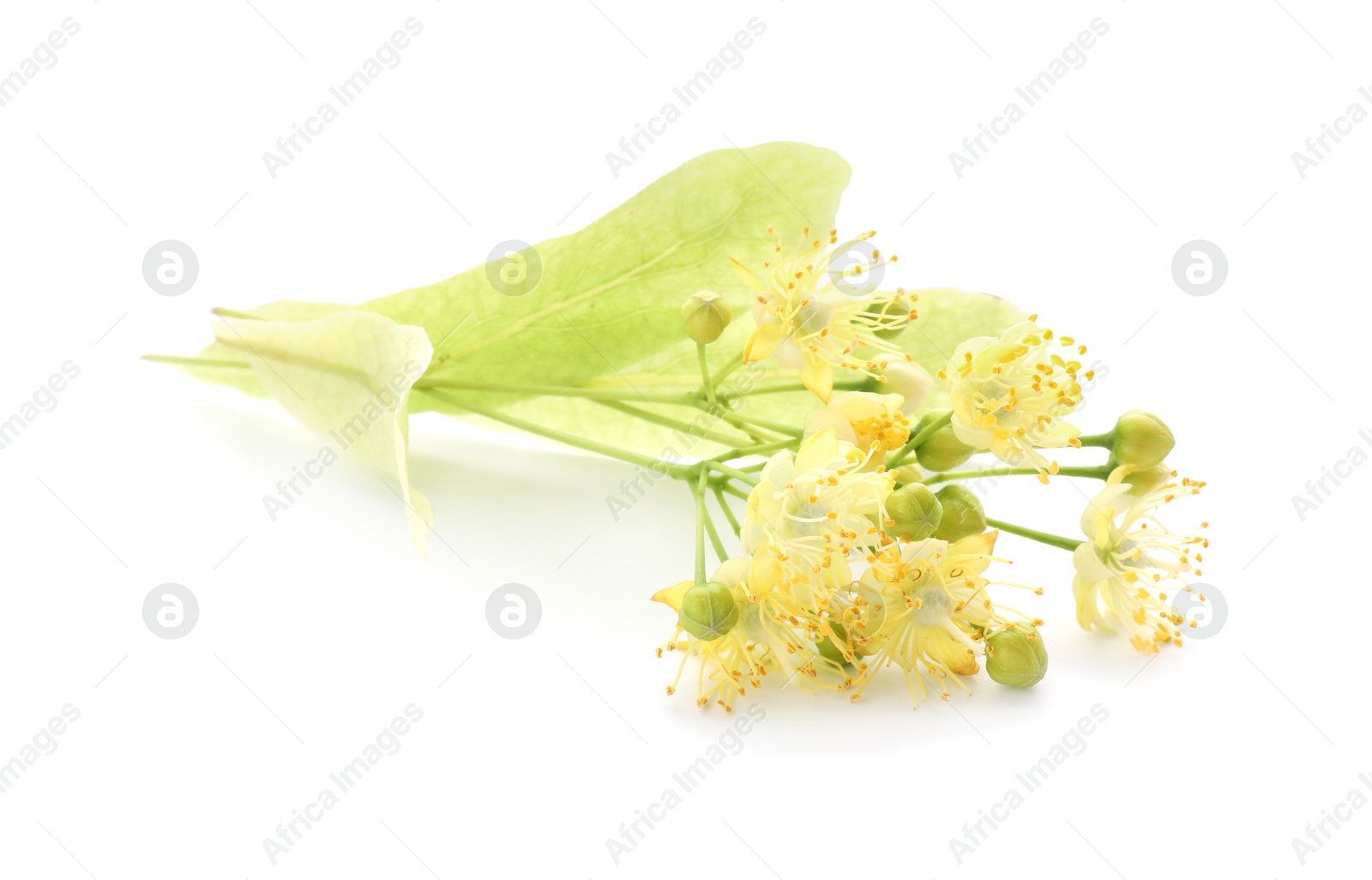 Photo of Beautiful linden tree blossom isolated on white