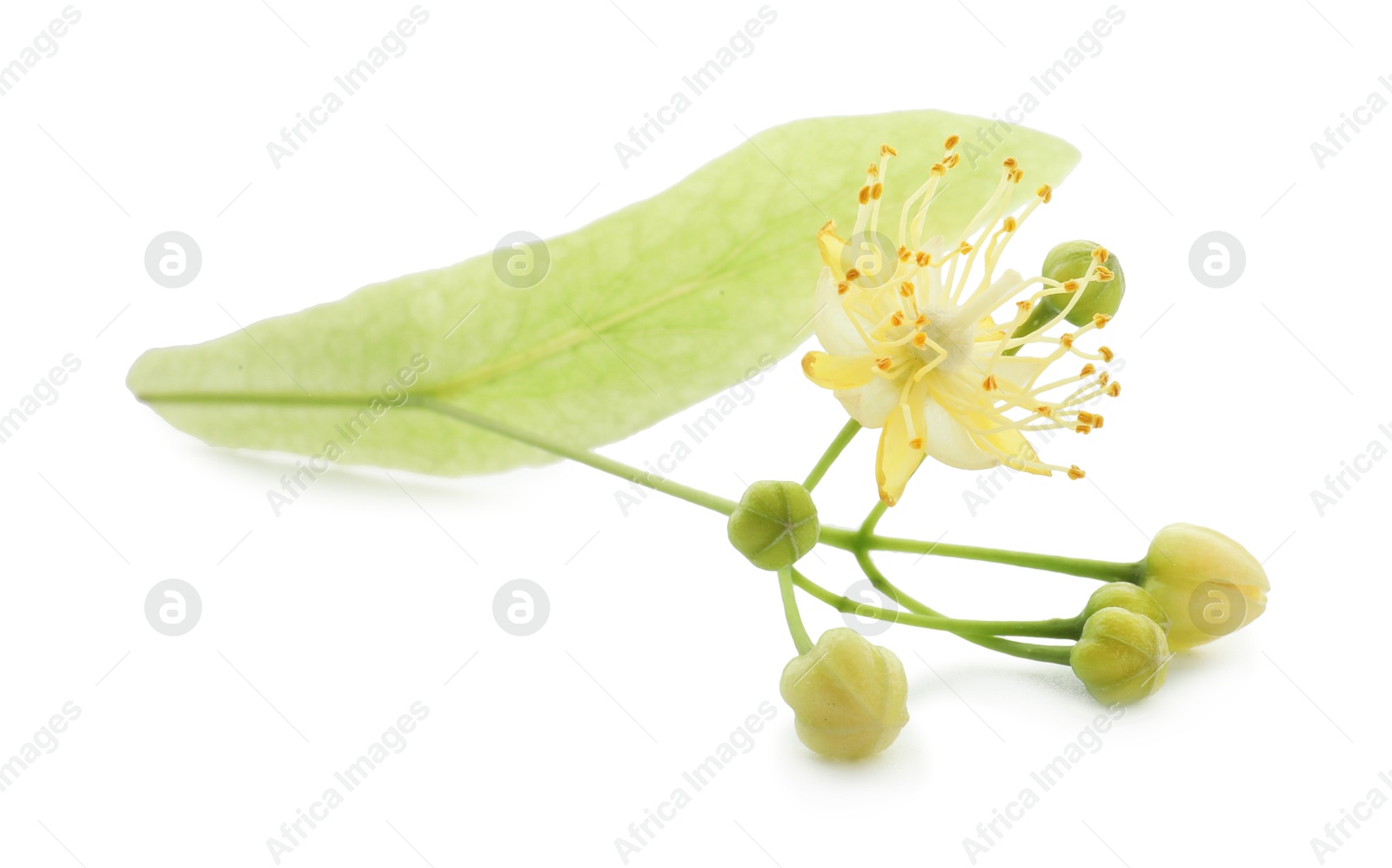 Photo of Beautiful linden tree blossom isolated on white