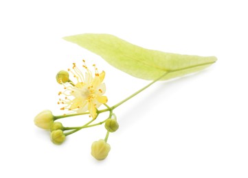 Photo of Beautiful linden tree blossom isolated on white