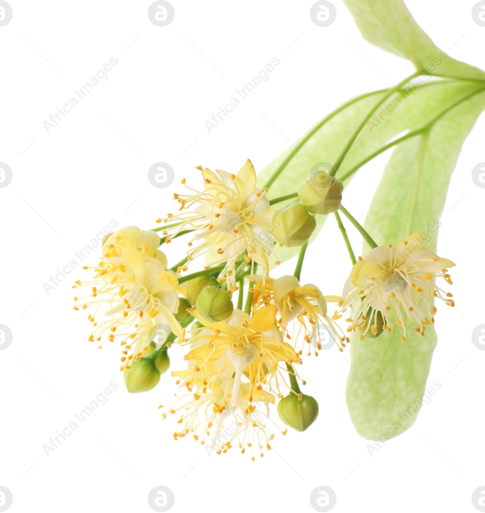 Photo of Beautiful linden tree blossom isolated on white