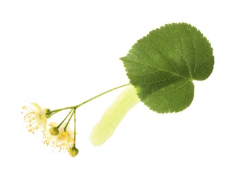 Beautiful linden tree blossom with young fresh green leaf isolated on white