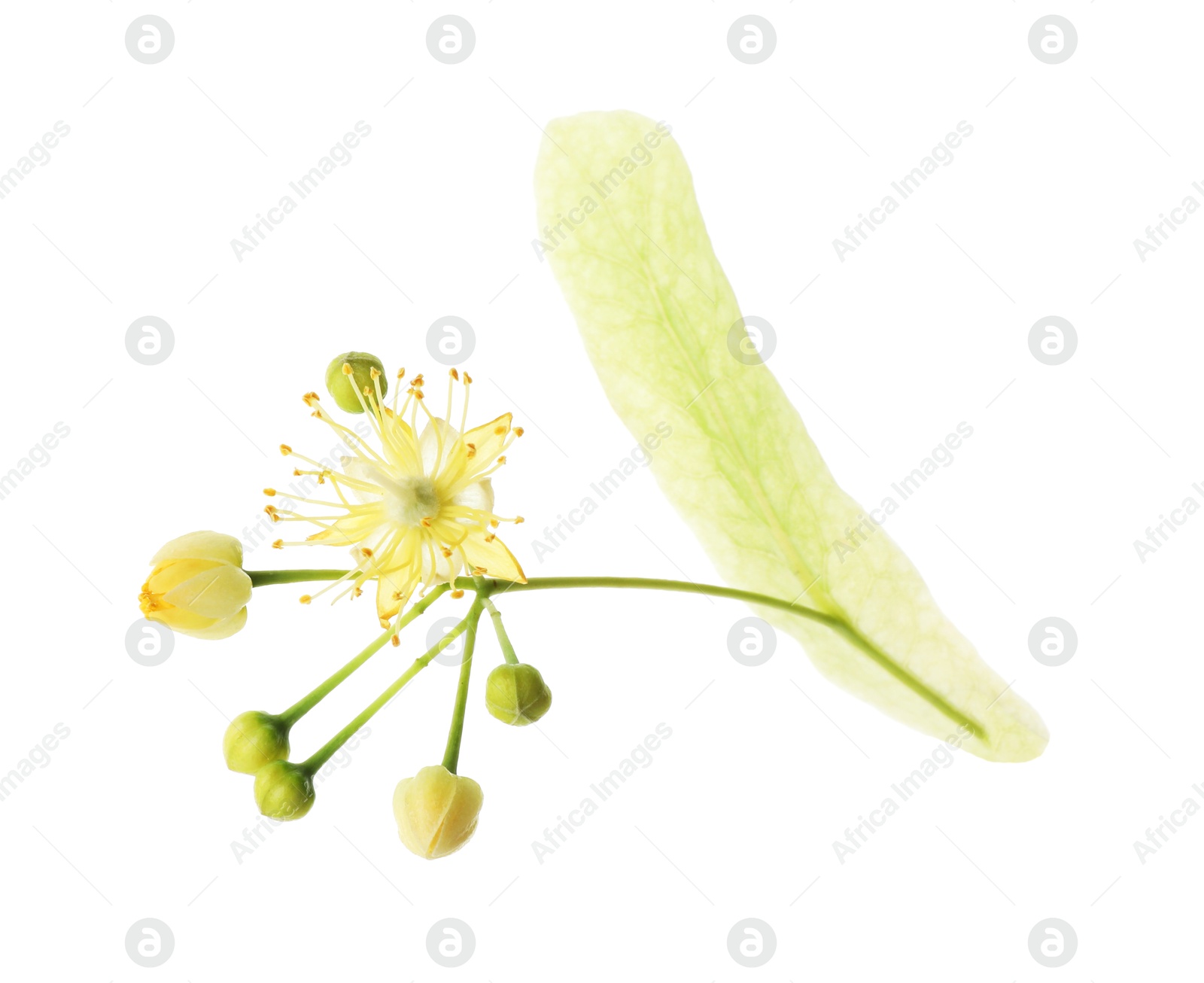 Photo of Beautiful linden tree blossom isolated on white