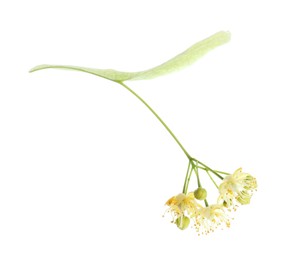 Beautiful linden tree blossom isolated on white