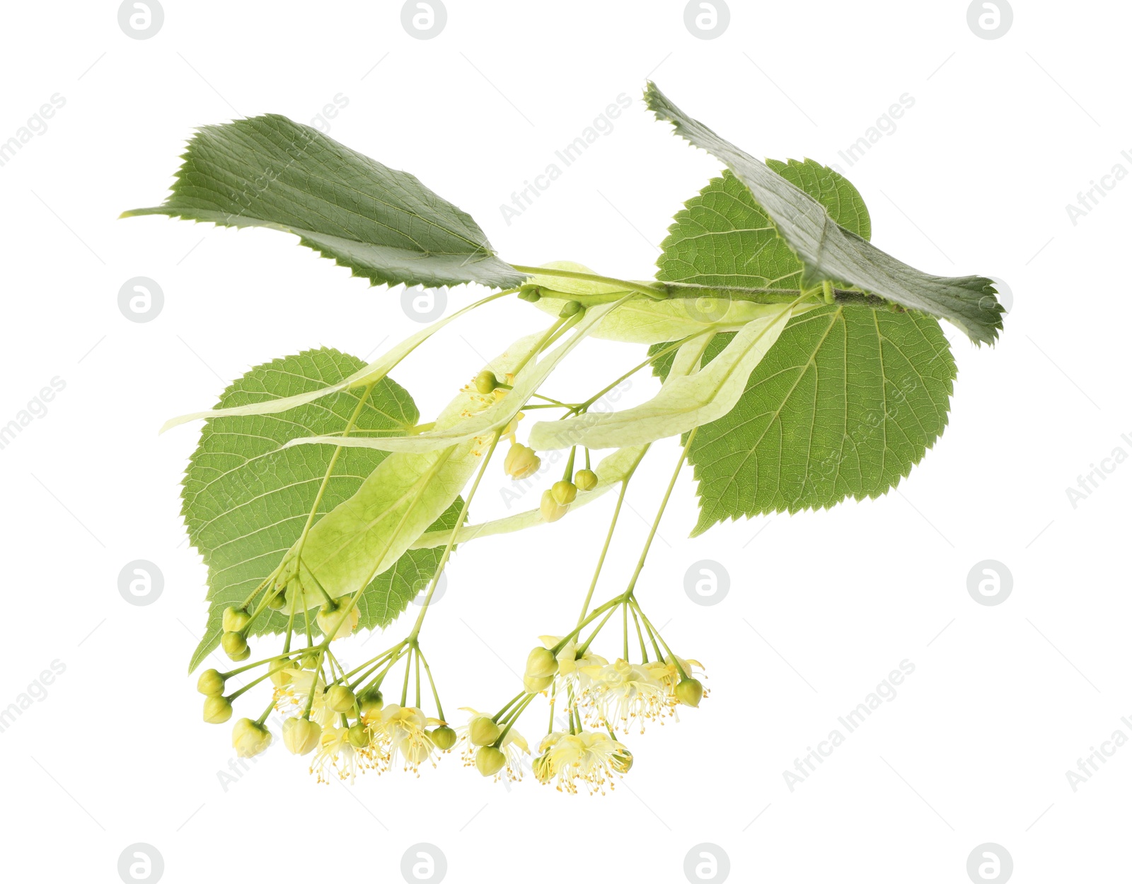 Photo of Branch of linden tree with young fresh green leaves and blossom isolated on white