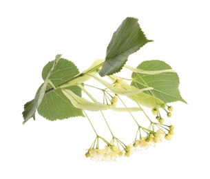 Branch of linden tree with young fresh green leaves and blossom isolated on white