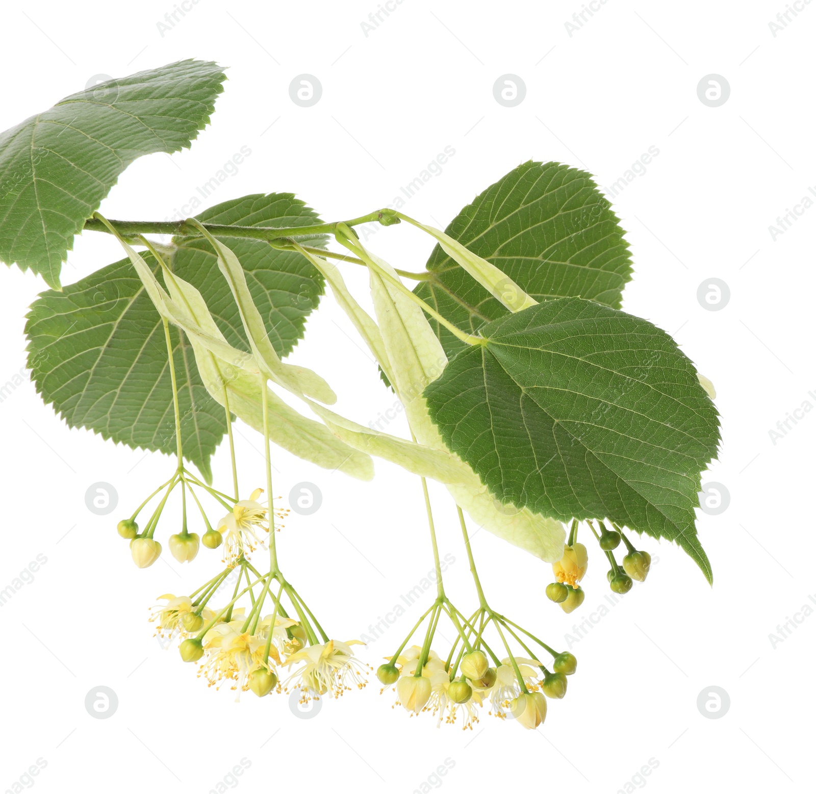 Photo of Branch of linden tree with young fresh green leaves and blossom isolated on white