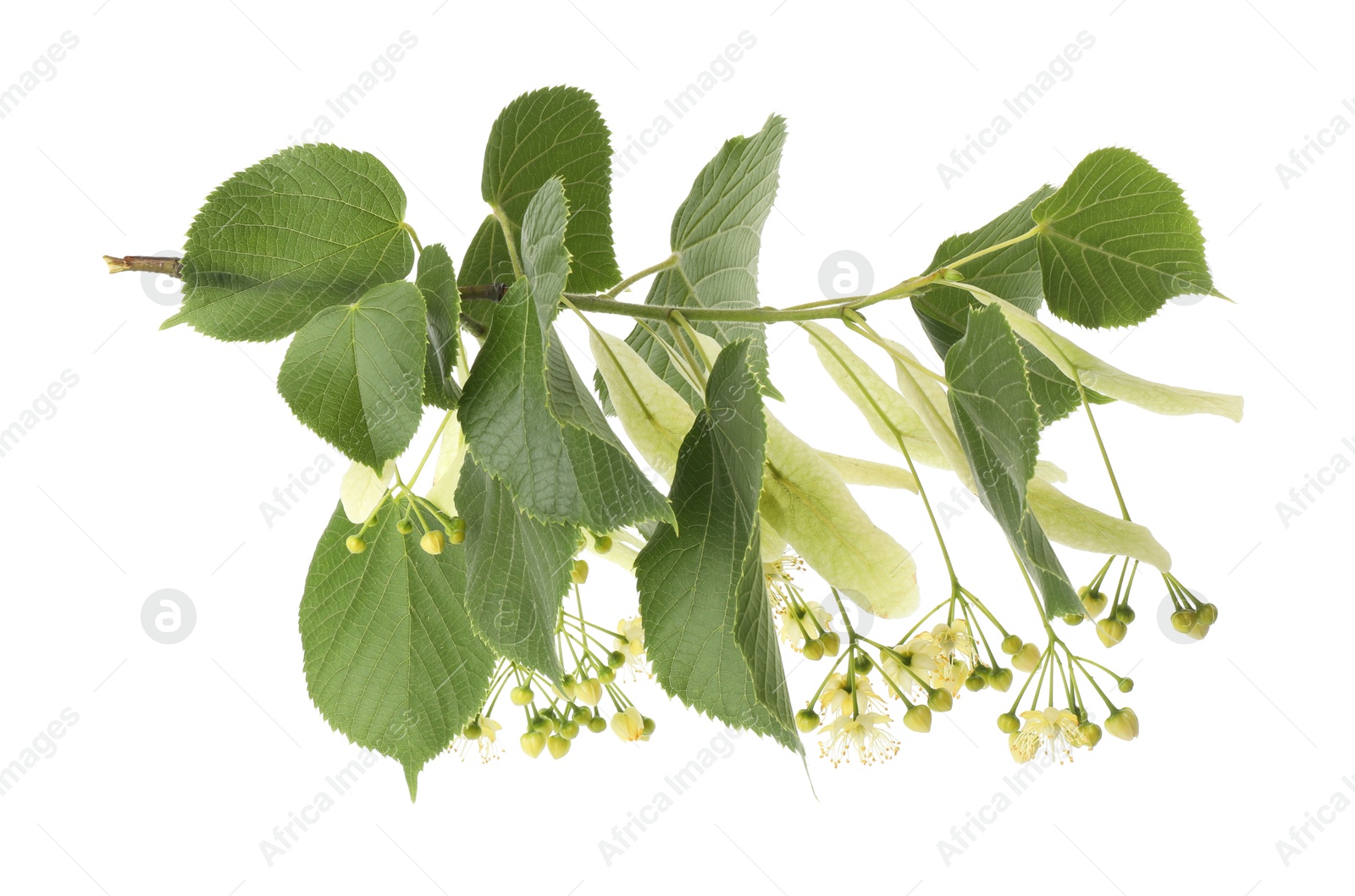 Photo of Branch of linden tree with young fresh green leaves and blossom isolated on white