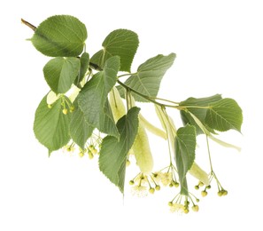 Branch of linden tree with young fresh green leaves and blossom isolated on white