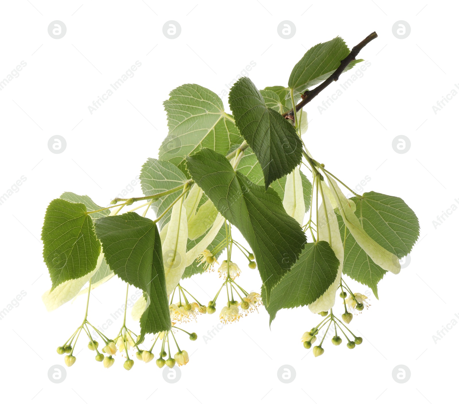 Photo of Branch of linden tree with young fresh green leaves and blossom isolated on white