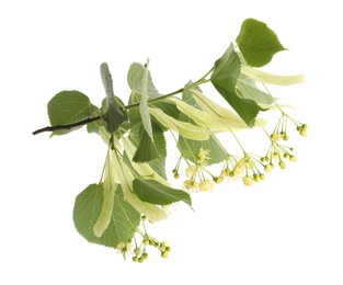 Branch of linden tree with young fresh green leaves and blossom isolated on white