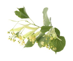 Photo of Branch of linden tree with young fresh green leaves and blossom isolated on white