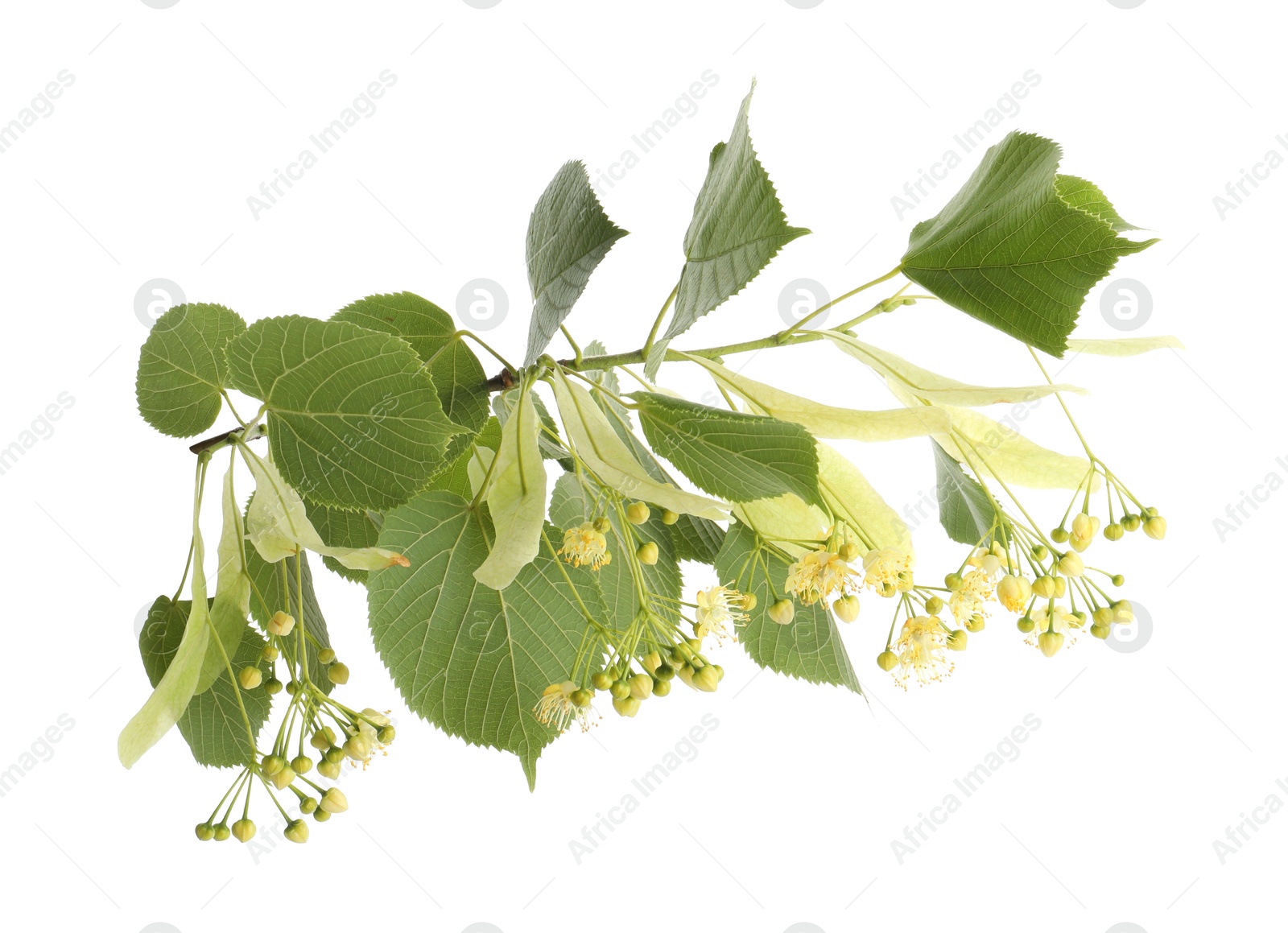 Photo of Branch of linden tree with young fresh green leaves and blossom isolated on white