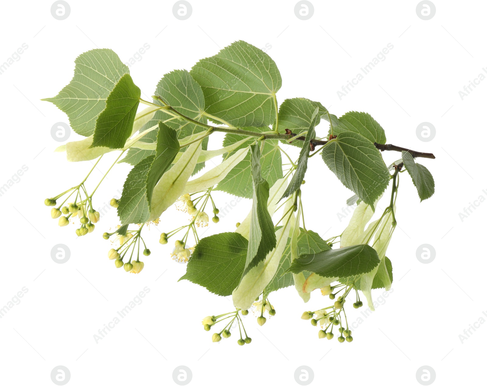 Photo of Branch of linden tree with young fresh green leaves and blossom isolated on white