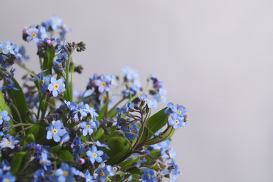 Photo of Beautiful forget-me-not flowers on grey background, closeup. Space for text