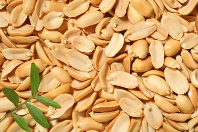 Photo of Branch with leaves on fresh peeled peanuts, top view