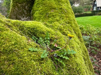 Bright green moss and beautiful dandelion outdoors