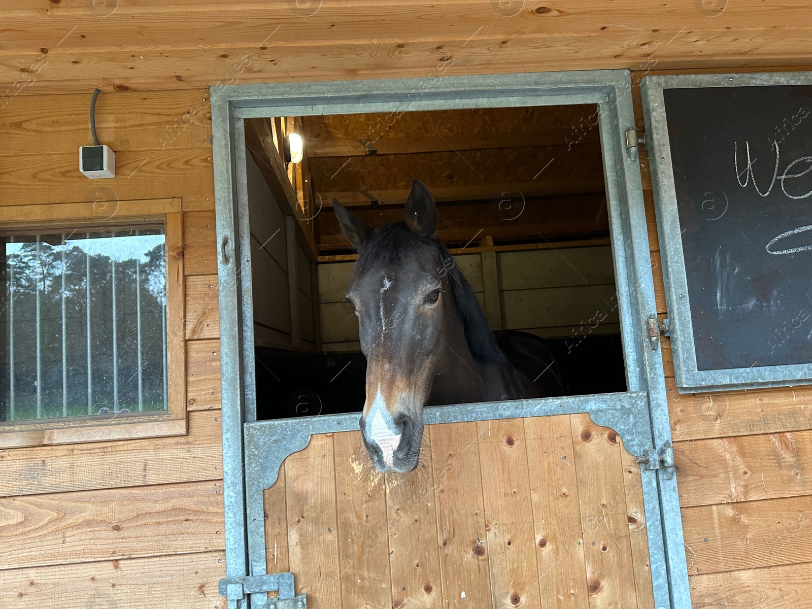 Photo of Adorable horse in stable. Lovely domesticated animal