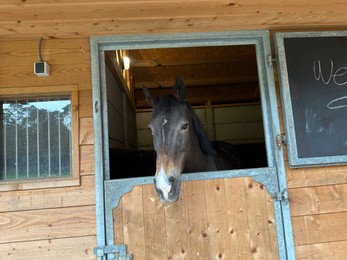 Adorable horse in stable. Lovely domesticated animal