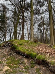 Beautiful trees, fallen leaves and green moss in forest