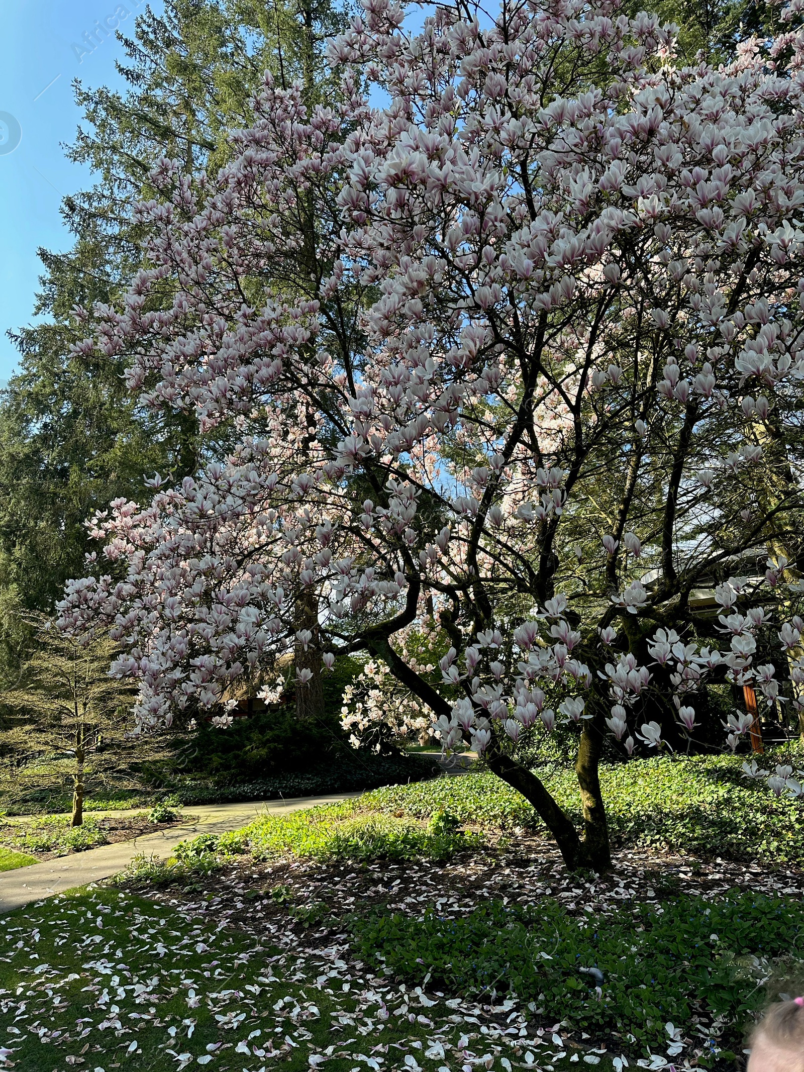 Photo of Beautiful magnolia shrub with white flowers growing outdoors