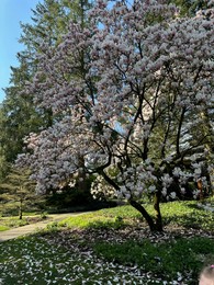 Beautiful magnolia shrub with white flowers growing outdoors