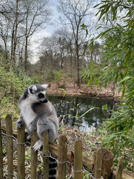 Cute ring-tailed lemur on wooden fence outdoors