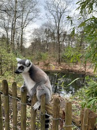 Cute ring-tailed lemur on wooden fence outdoors