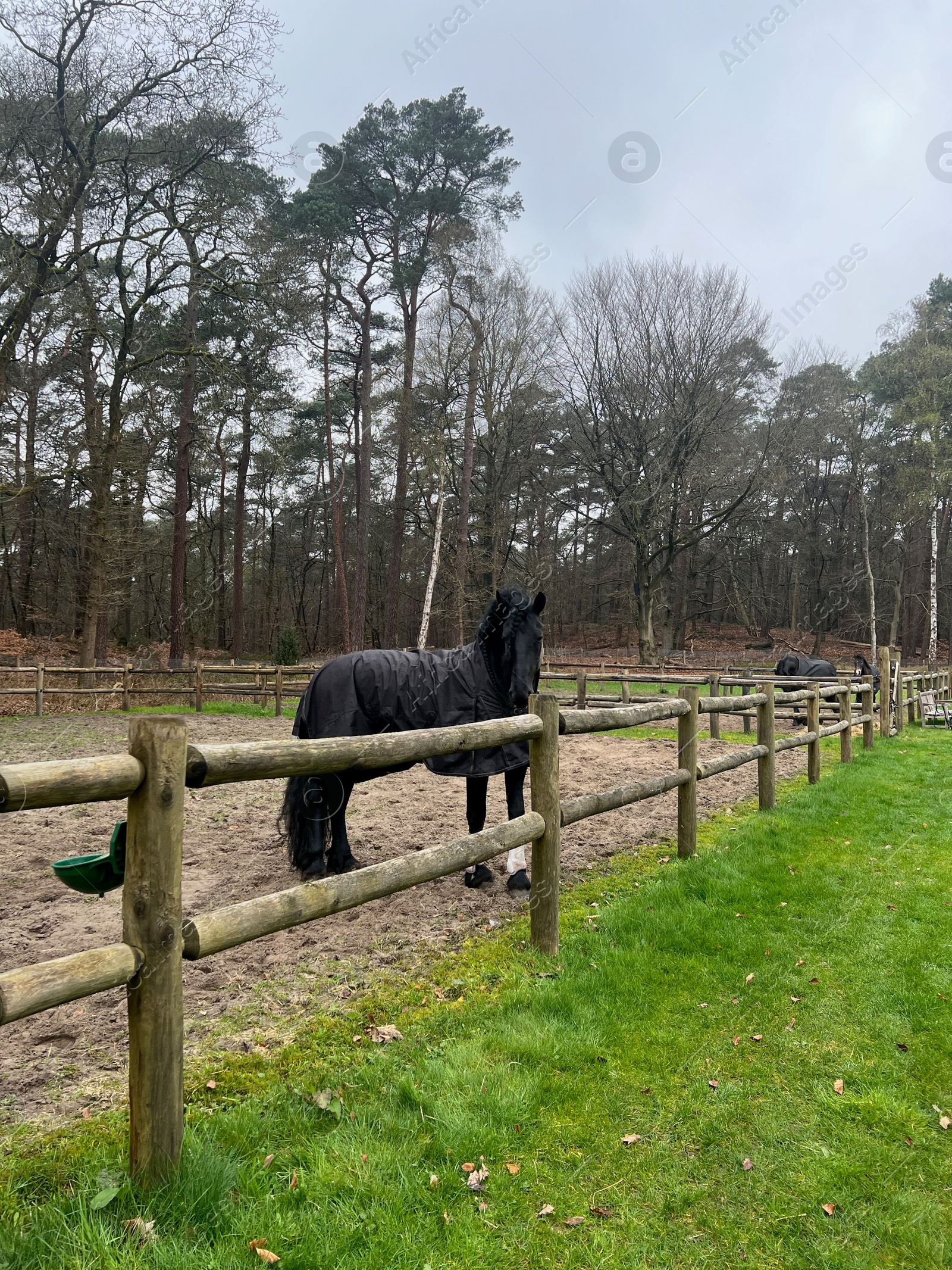 Photo of Beautiful black horse with blanket in enclosure outdoors