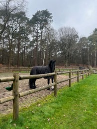 Beautiful black horse with blanket in enclosure outdoors