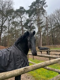 Beautiful black horse with blanket in enclosure outdoors