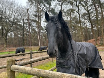 Beautiful black horse with blanket in enclosure outdoors