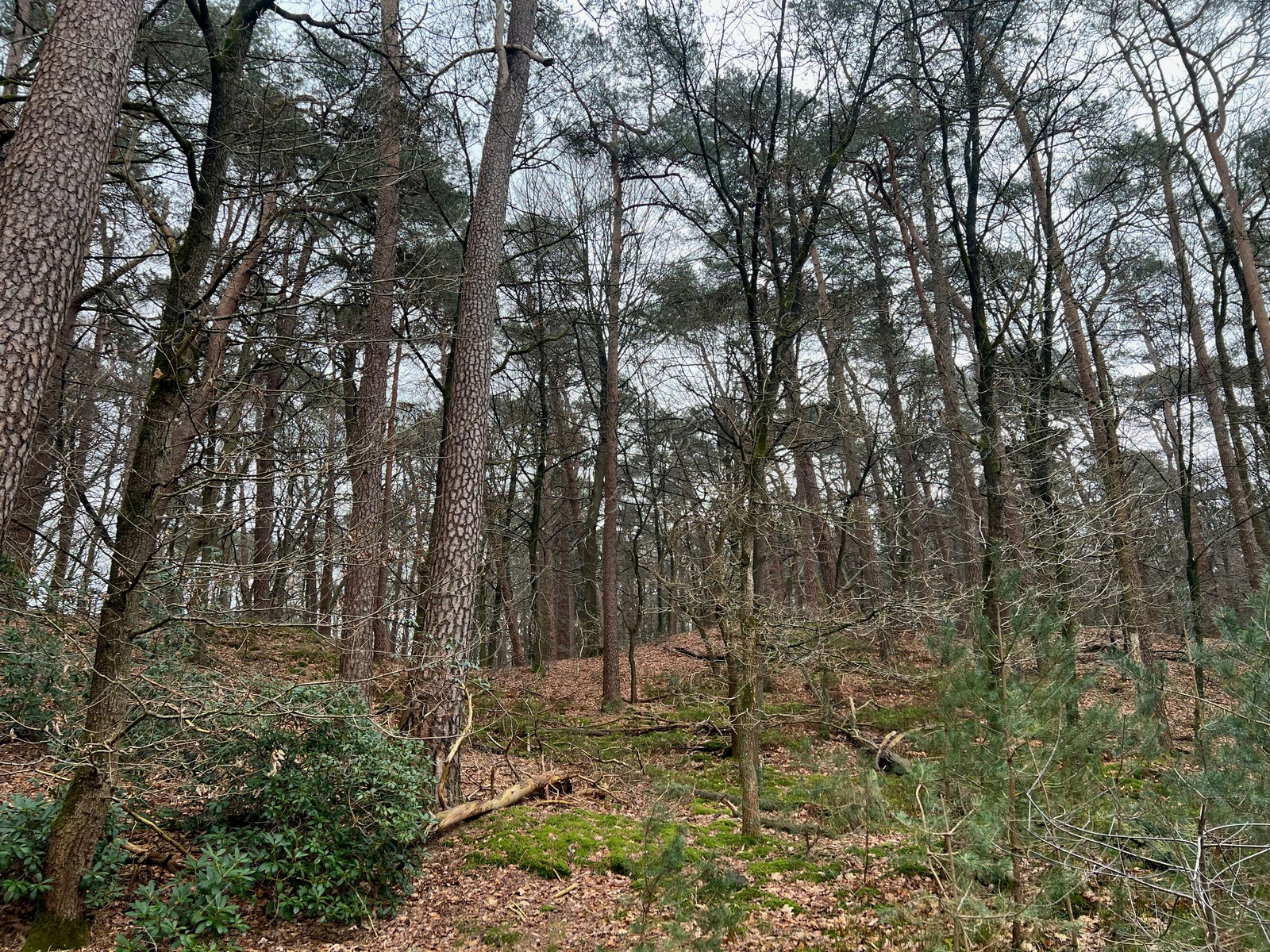 Photo of Beautiful trees, fallen leaves and green grass in forest