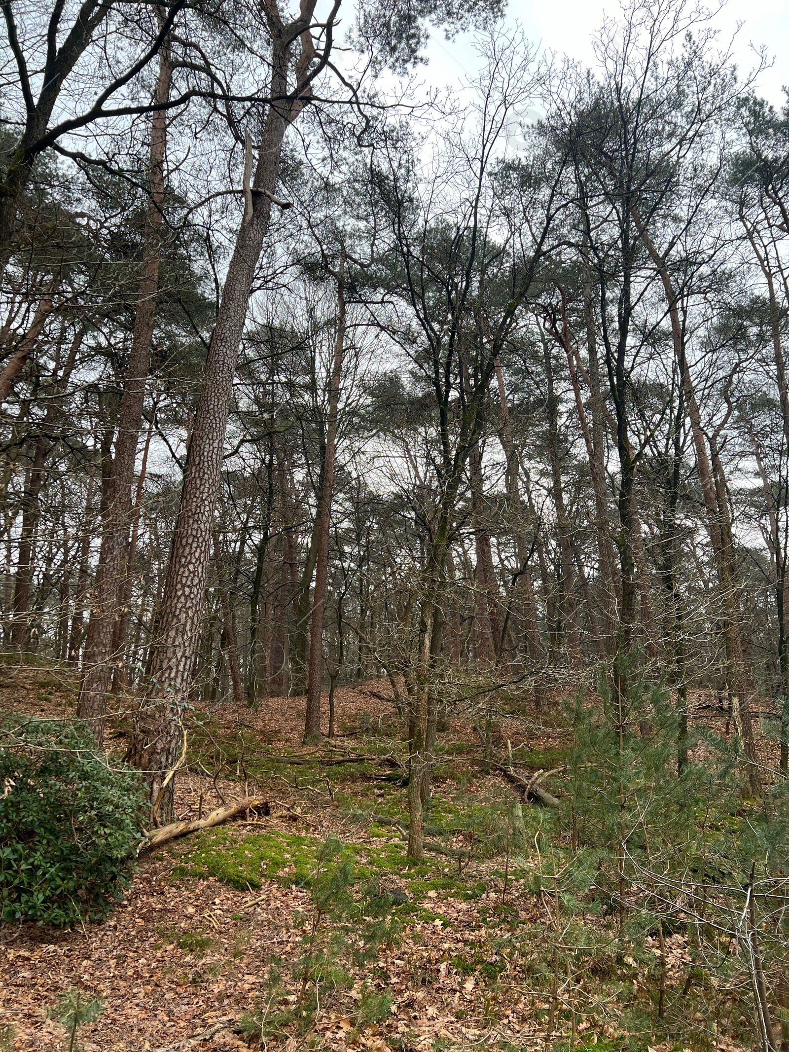 Photo of Beautiful trees, fallen leaves and green grass in forest