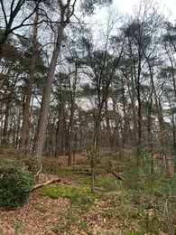 Beautiful trees, fallen leaves and green grass in forest