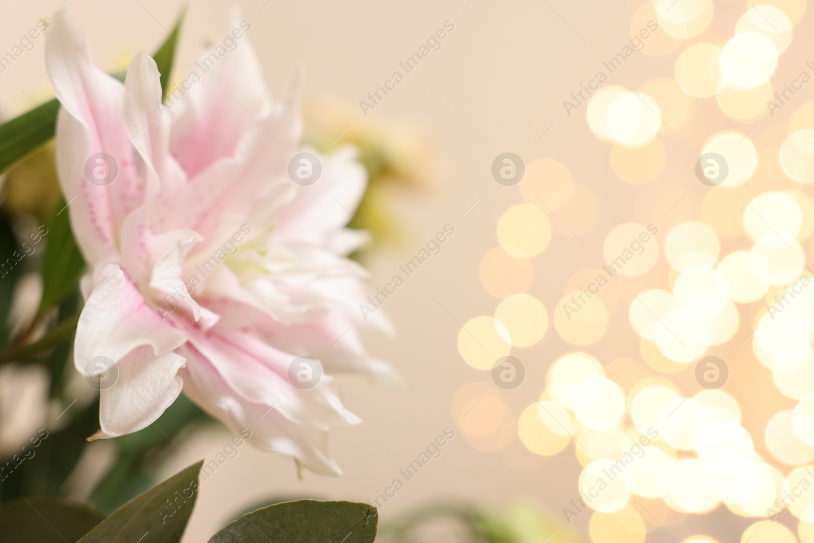 Photo of Beautiful lily flower against beige background with blurred lights, closeup. Space for text