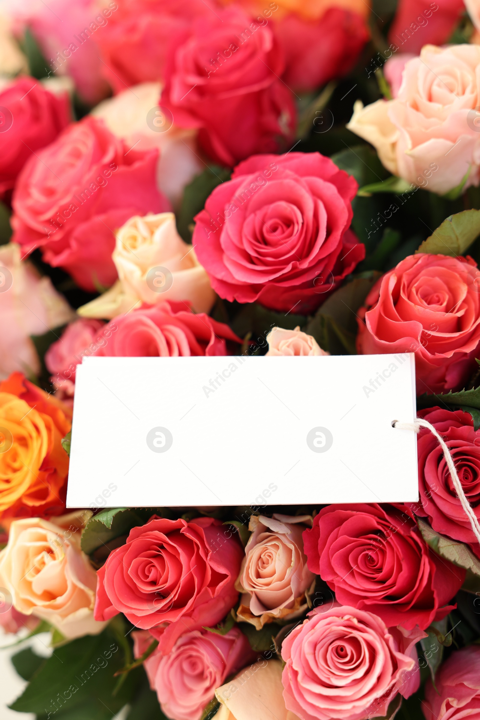 Photo of Bouquet of beautiful roses with blank card, closeup