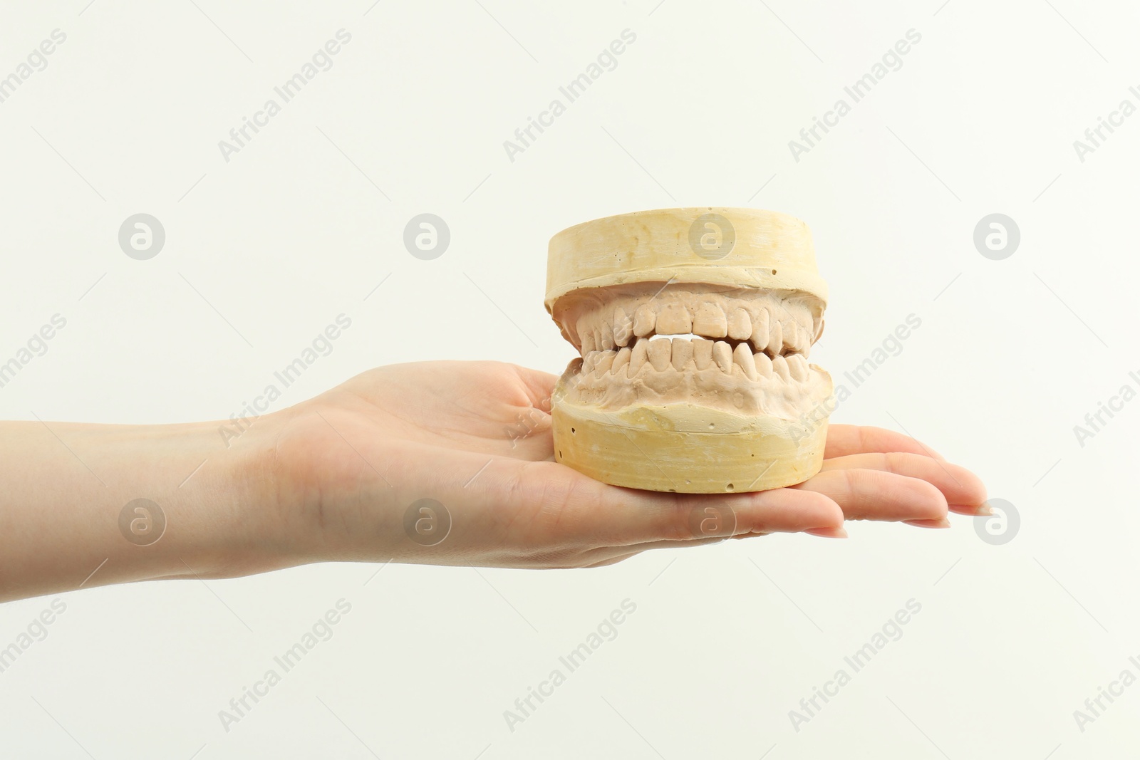 Photo of Woman holding dental model with jaws on white background, closeup. Cast of teeth