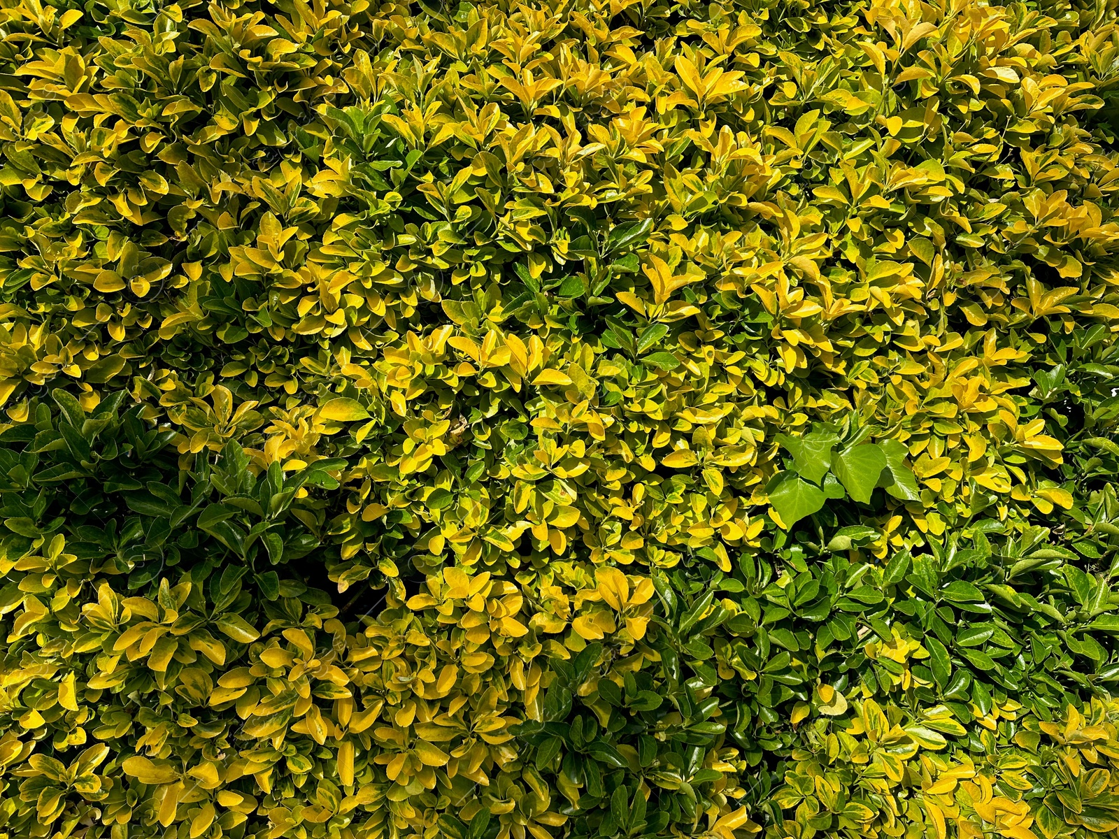 Photo of Beautiful bush on sunny day, closeup view