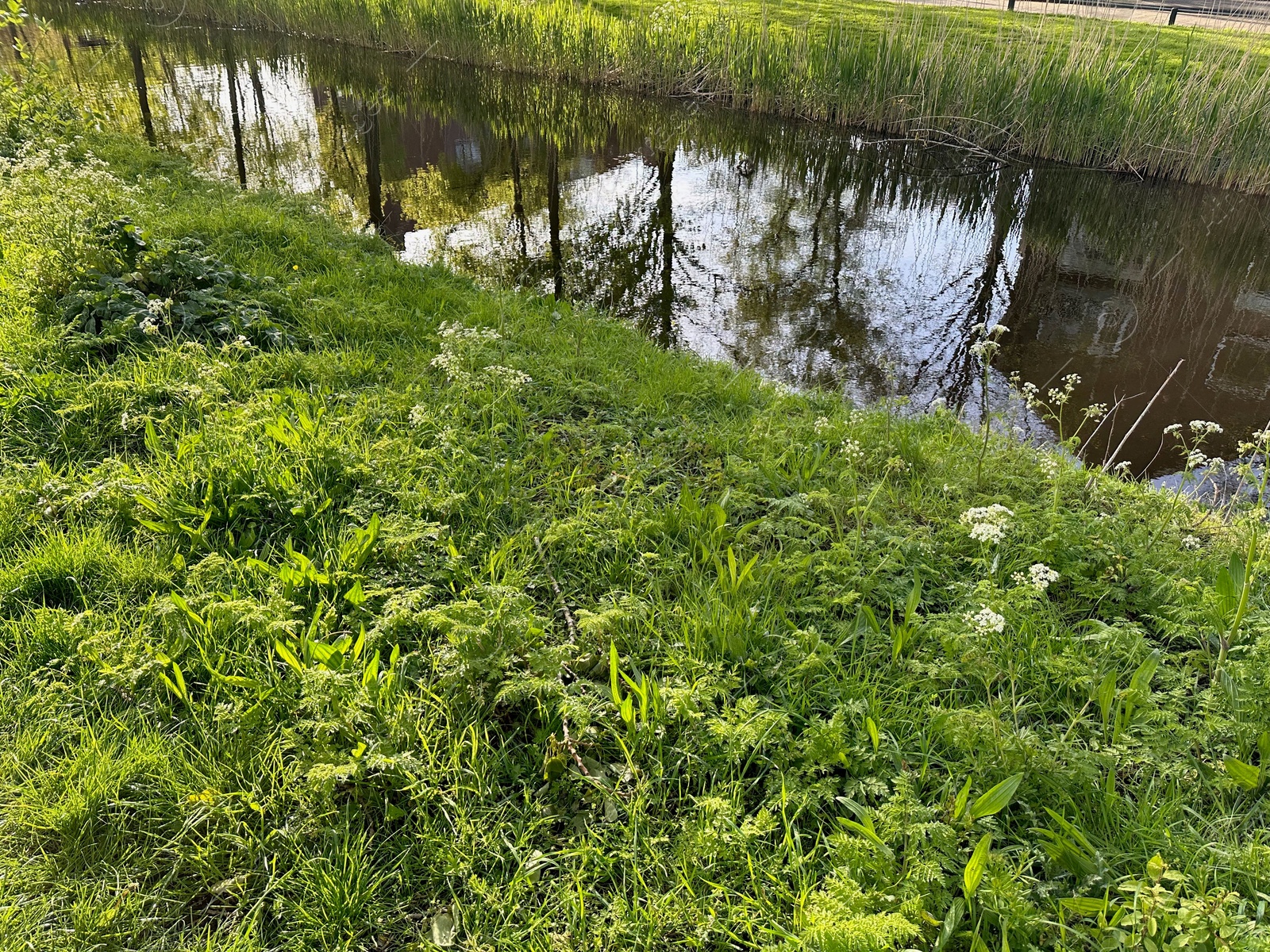 Photo of Green grass and other plants growing near canal outdoors