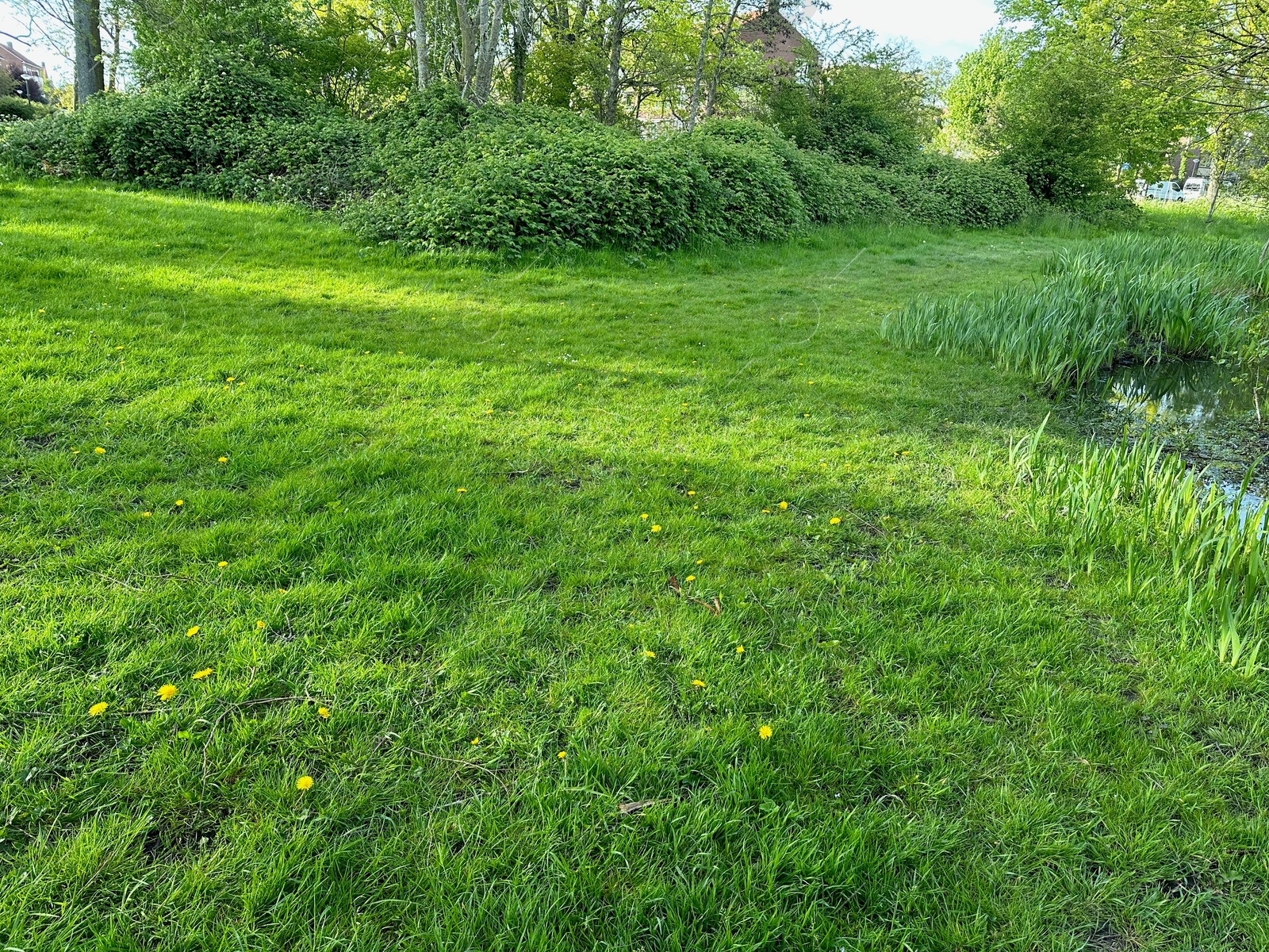 Photo of Beautiful view of green grass in park