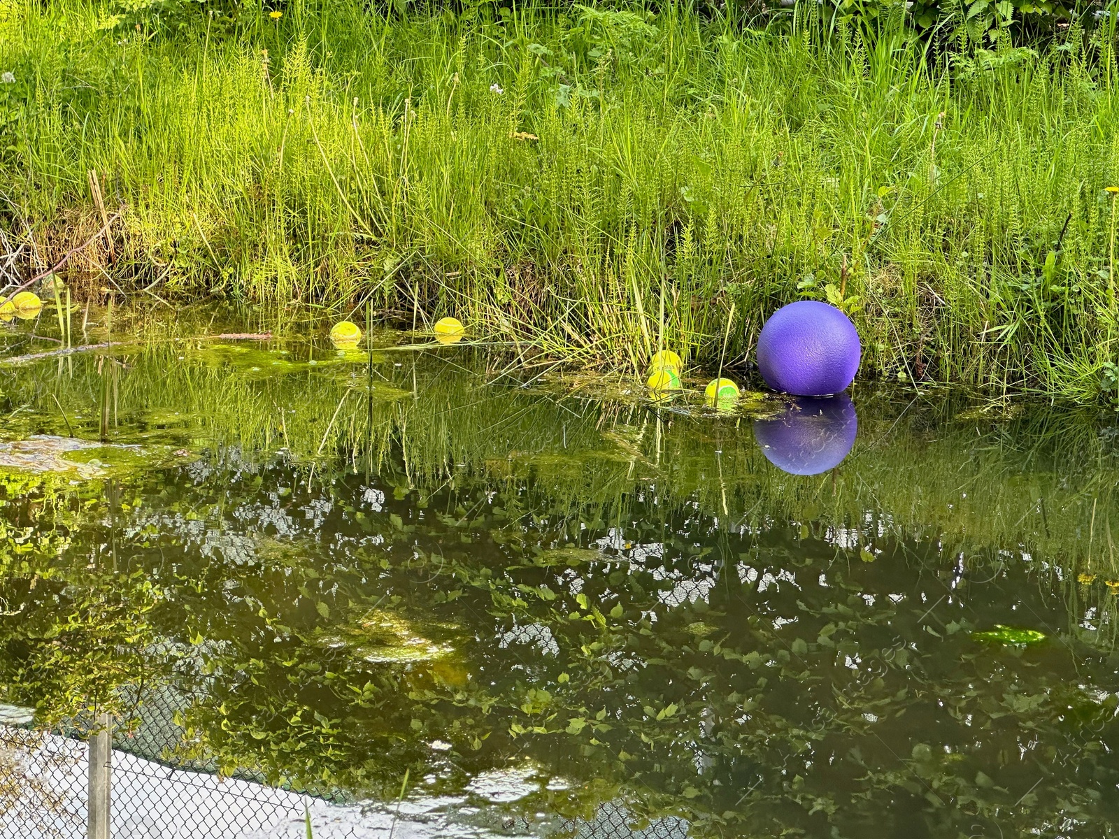 Photo of View of green plants growing near lake outdoors