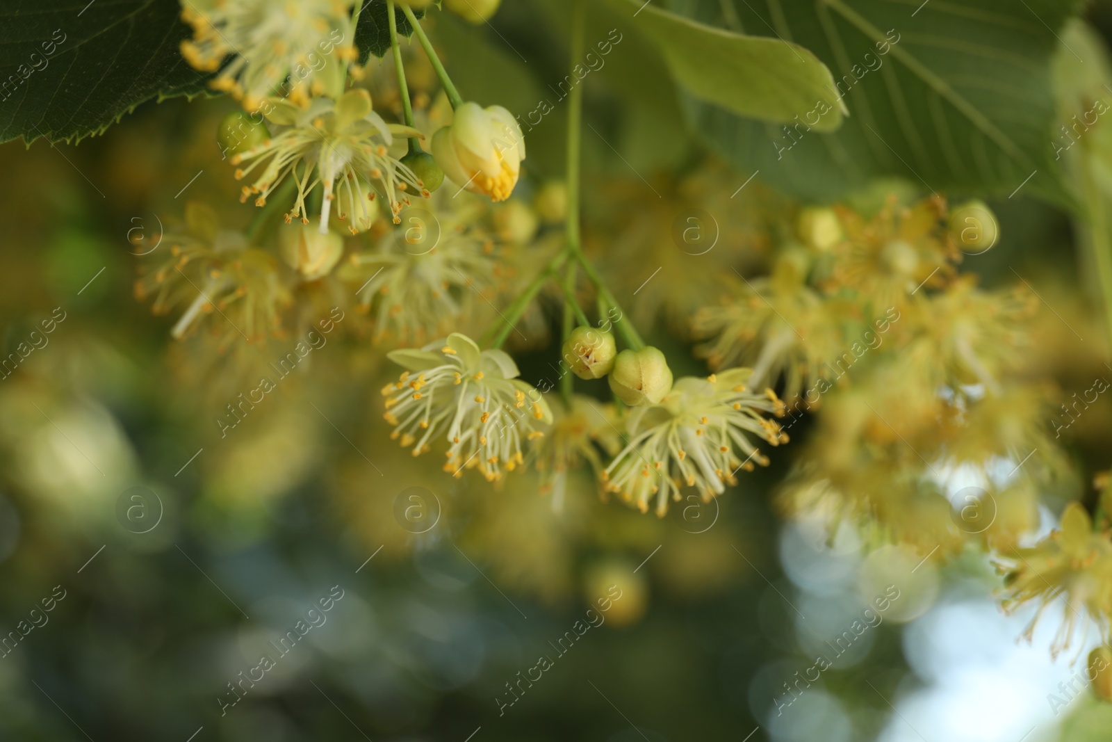 Photo of Beautiful linden tree with blossoms and green leaves outdoors