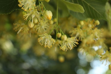 Photo of Beautiful linden tree with blossoms and green leaves outdoors