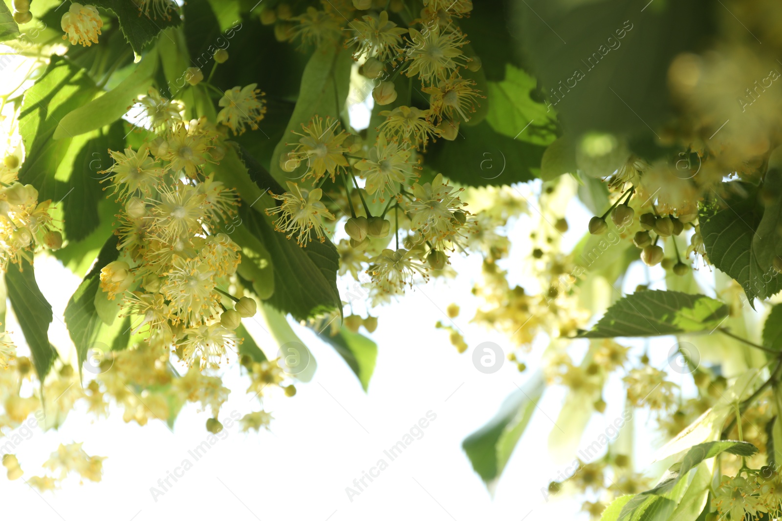 Photo of Beautiful linden tree with blossoms and green leaves outdoors