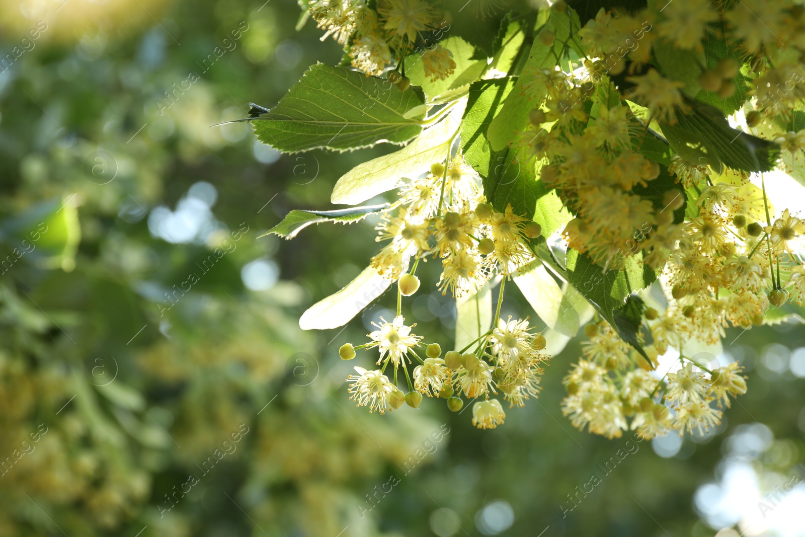 Photo of Beautiful linden tree with blossoms and green leaves outdoors