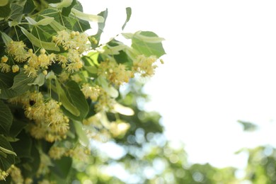 Beautiful linden tree with blossoms and green leaves outdoors, space for text