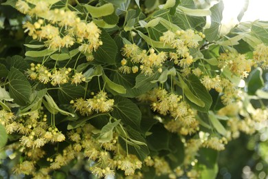 Photo of Beautiful linden tree with blossoms and green leaves outdoors