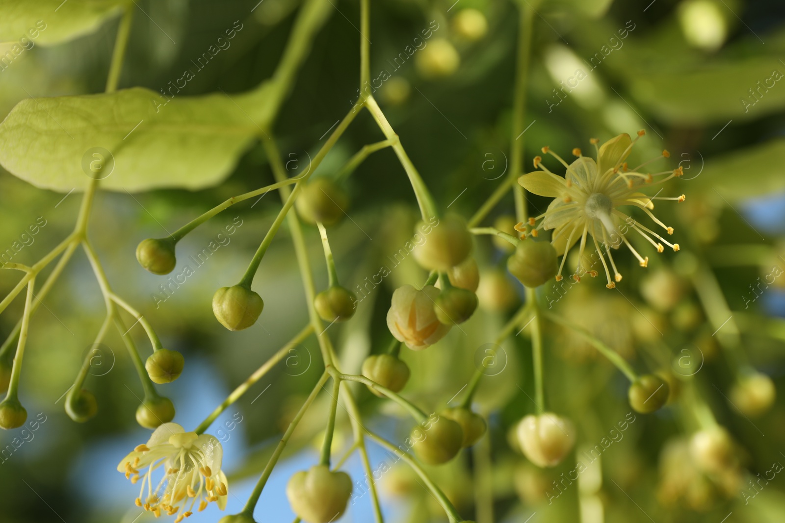 Photo of Beautiful linden tree with blossoms outdoors, closeup