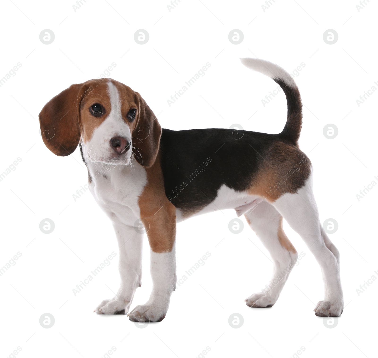 Photo of Cute Beagle puppy on white background. Adorable pet