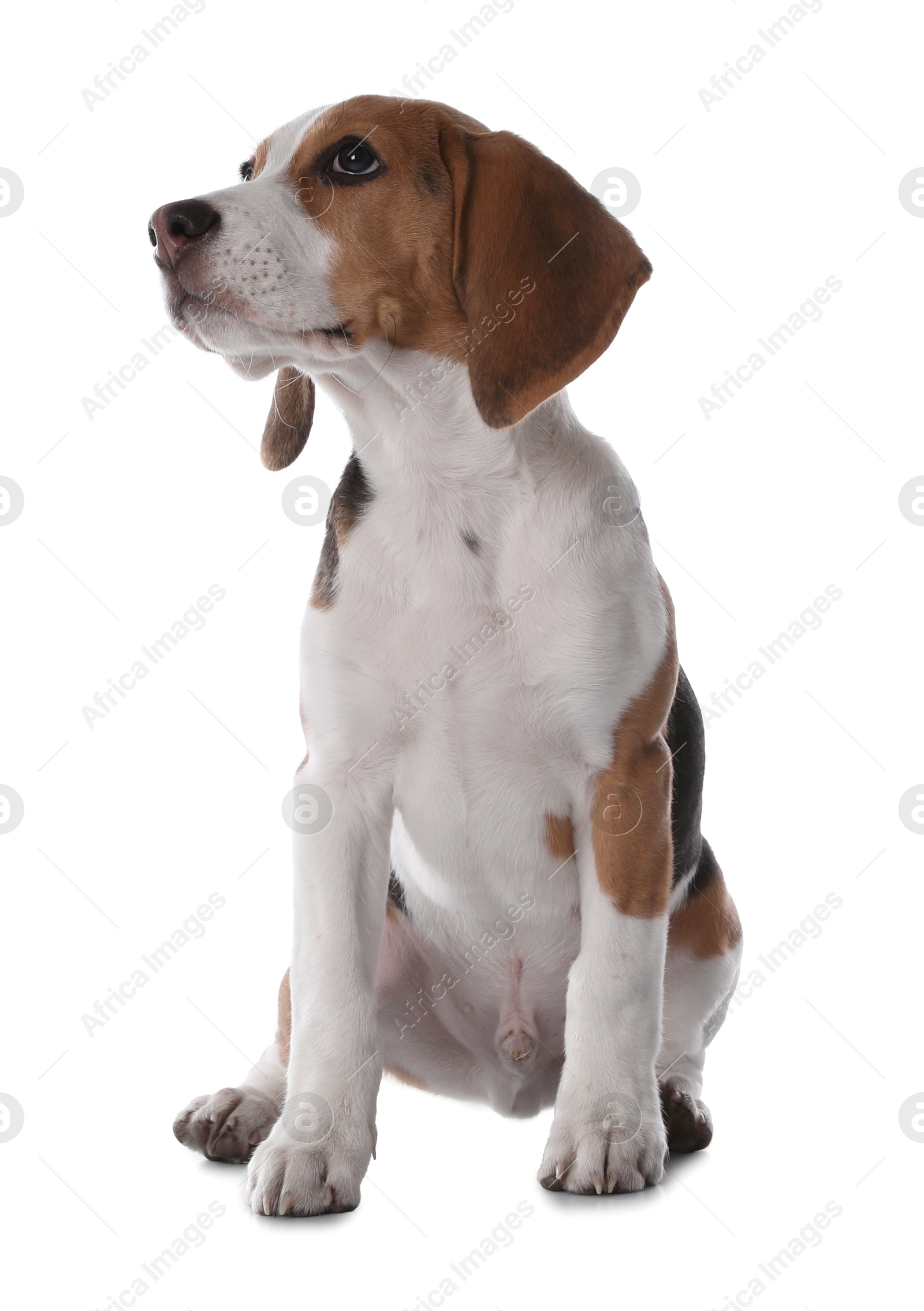 Photo of Cute Beagle puppy on white background. Adorable pet